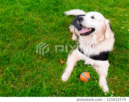 Golden retriever lying on green grass with orange ball outdoors 125632579
