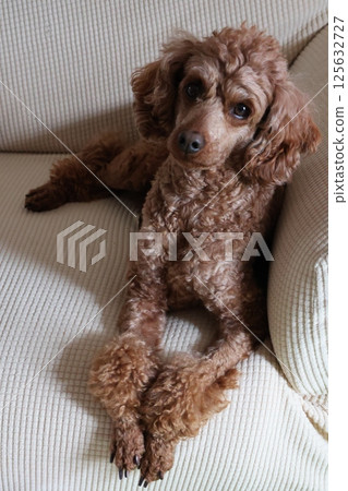 Toy poodle to relax on sofa Toy poodle to relax on sofa 125632727