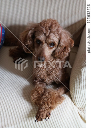 Toy poodle to relax on sofa 125632728