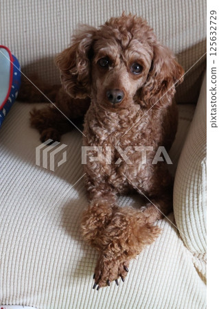 Toy poodle to relax on sofa 125632729