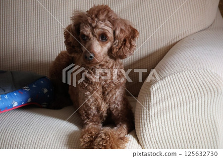 Toy poodle to relax on sofa 125632730