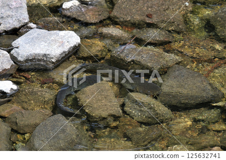 Catfish spawning: Males wrap around females to encourage spawning 125632741