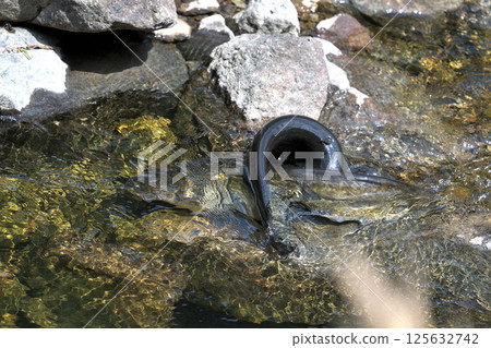 Catfish spawning: Males wrap around females to encourage spawning 125632742
