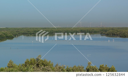 Group of beautiful flamingo birds with reflections, walking at the lake timelapse in Ajman, UAE Group of beautiful flamingo birds with reflections, walking at the lake timelapse in Ajman, UAE 125632844