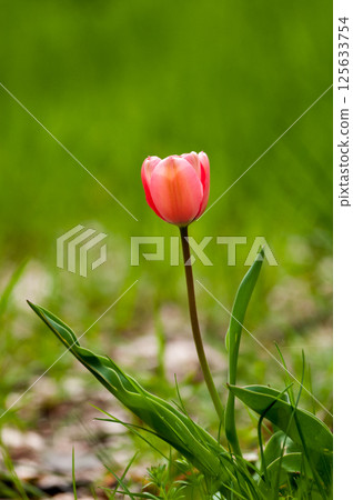 Tulip pink Tulip pink 125633754