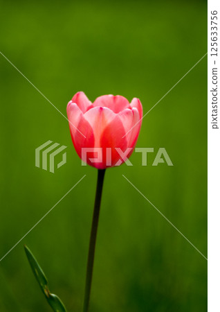 Tulip pink Tulip pink 125633756
