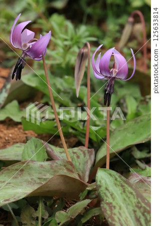 春天童話katakuri 125633814