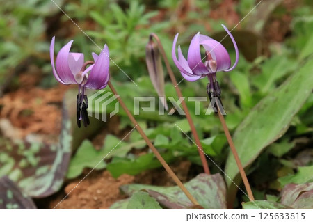 春天童話katakuri 125633815