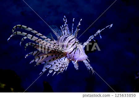 優雅的游泳minnosago 125633850