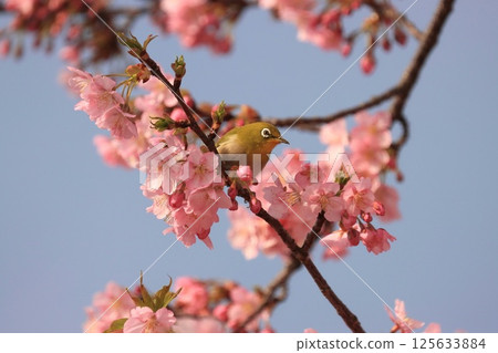 “名次郎”來到河津櫻 125633884