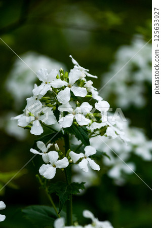 人參草的白花 人參草的白花 125633927