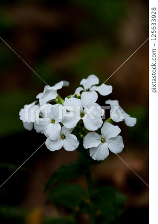 White flowers of Ginsenso 125633928