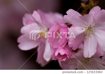 櫻花 石川櫻花 125633964