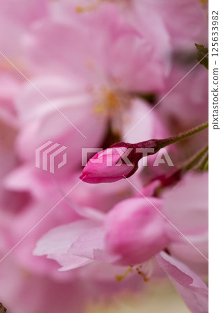 Sakura Shikawa Sakura 125633982