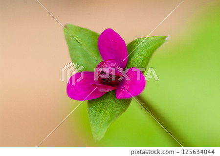 Snowdrops, red, reddish purple, thousand-layered flowers 125634044