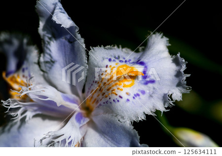 等到薩沙 125634111