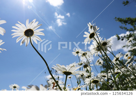 Chamomiles against the blue sky in the garden, peaceful sky above your head. Beautiful summer garden in the early morning with natural bokeh and dew background Chamomiles against the blue sky in the garden, peaceful sky above your head. Beautiful summer garden in the early morning with natural bokeh and dew background 125634126