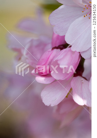 櫻花 石川櫻花 櫻花 石川櫻花 125634150