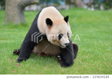 Aihama is pleased with the delicious bamboo shoots Aihama is pleased with the delicious bamboo shoots 125634185