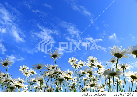 Summer abstract background with chamomile and blue sky, holiday concept with flowers, spring flower arrangement, still life, banner, postcard for Easter, mother's day, happy birthday, wedding, selecti 125634248