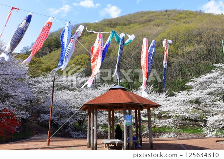 [Kagawa Prefecture] Fudonotaki Country Park in spring when the cherry blossoms bloom (cherry blossoms and carp streamers) 125634310