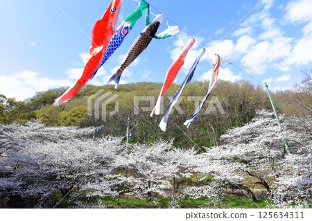[Kagawa Prefecture] Fudonotaki Country Park in spring when the cherry blossoms bloom (cherry blossoms and carp streamers) 125634311