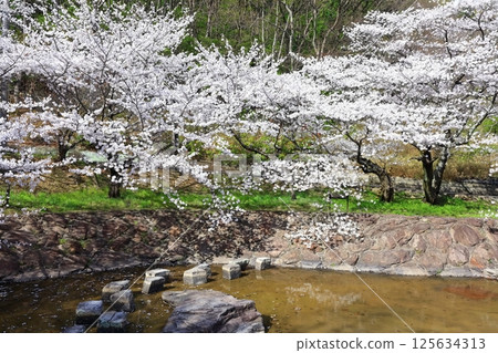 【香川縣】春天櫻花盛開的不動瀑布郊野公園 125634313