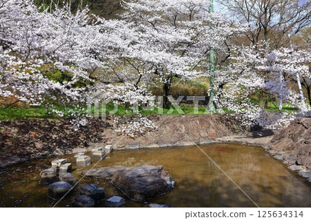 【香川縣】春天櫻花盛開的不動瀑布郊野公園 125634314