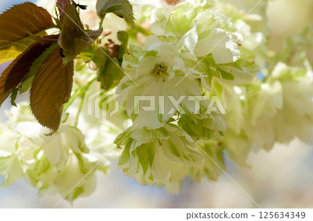 信濃川矢倉堤岸的櫻花 Ukonzakura 125634349