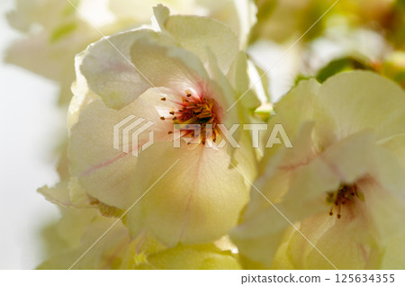 櫻花 Ukonzakura (Ukonzakura) 在信濃川 Yasuragi 堤岸盛開 125634355