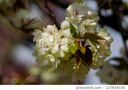 櫻花 Ukonzakura (Ukonzakura) 在信濃川 Yasuragi 堤岸盛開 125634356