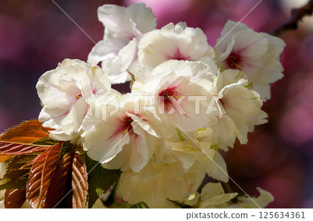 櫻花 Ukonzakura (Ukonzakura) 在信濃川 Yasuragi 堤岸盛開 櫻花 Ukonzakura (Ukonzakura) 在信濃川 Yasuragi 堤岸盛開 125634361