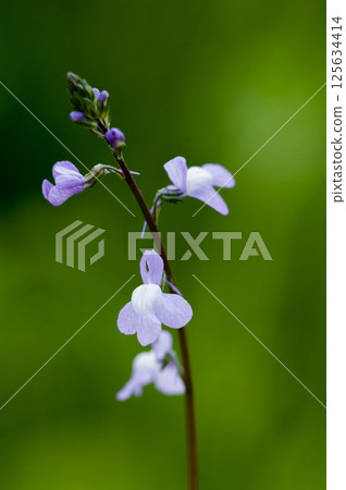 Pine needle orchid Pine needle orchid 125634414