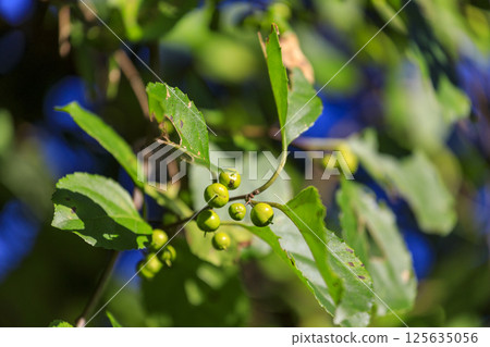 Autumn forest scenery: still green berries of the Celastrus orbiculatus 125635056