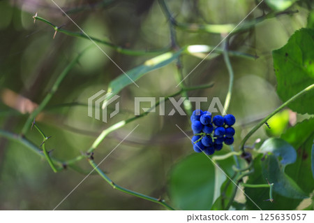 Autumn forest scenery: Purple berries of Aotsuzureji 125635057