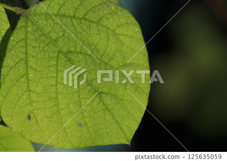 秋季森林風光：葉脈美麗 125635059