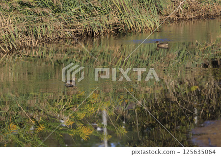 Ducks swimming in the autumn waterside Ducks swimming in the autumn waterside 125635064