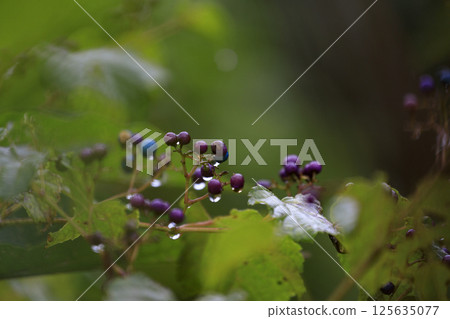 秋季森林風光:被雨水打濕的野葡萄 秋季森林風光:被雨水打濕的野葡萄 125635077