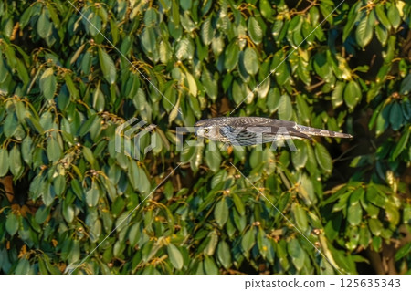 A young Northern Goshawk flies swiftly against a green background 125635343