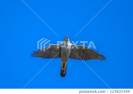 An adult goshawk flying leisurely overhead against a blue sky. An adult goshawk flying leisurely overhead against a blue sky. 125635344