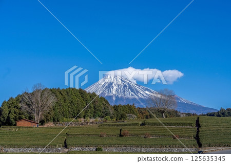 Spectacular view of Mt. Fuji and vast tea fields against the blue sky Spectacular view of Mt. Fuji and vast tea fields against the blue sky 125635345