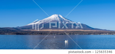 Panoramic view of Mt. Fuji and swans from the shores of Lake Yamanaka Panoramic view of Mt. Fuji and swans from the shores of Lake Yamanaka 125635346