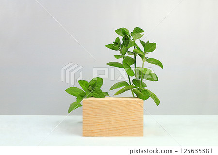 Abstract background with natural wooden podium and peppermint leaves, empty showcase for display or presentation of cosmetic products, minimal eco concept, selective focus. 125635381