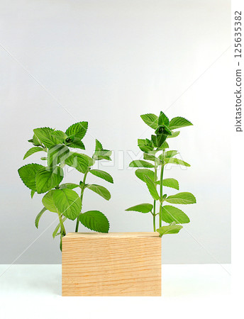 Abstract background with natural wooden podium and peppermint leaves, empty showcase for display or presentation of cosmetic products, minimal eco concept, selective focus. 125635382