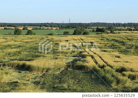 Russian field during haymaking on a sunny summer day. Blooming wild herbs and flowers, dandelions in the Russian outback, summer natural rural background, selective focus Russian field during haymaking on a sunny summer day. Blooming wild herbs and flowers, dandelions in the Russian outback, summer natural rural background, selective focus 125635529