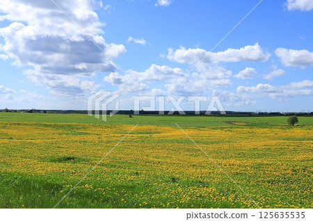 Russian field with dandelions on a sunny summer day. Blooming wild herbs and flowers, lupine in the Russian outback, summer natural rural background, selective focus 125635535