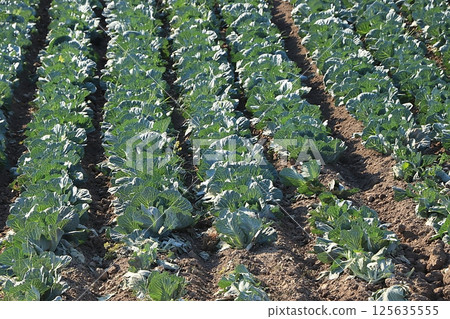 Russian field with cabbage on a sunny summer day. Growing vegetables in a village in the Russian outback, summer natural rural background, selective focus Russian field with cabbage on a sunny summer day. Growing vegetables in a village in the Russian outback, summer natural rural background, selective focus 125635555