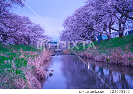 Spring scenery with cherry blossoms in full bloom reflected in the river Spring scenery with cherry blossoms in full bloom reflected in the river 125635592