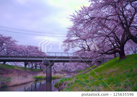 Scenery with cherry blossoms 125635596
