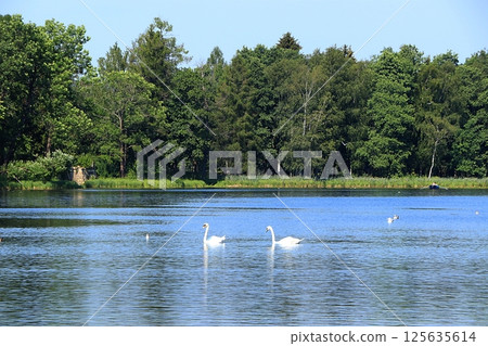 Beautiful landscape with river or lake in summer on a bright sunny day, pond with floating young swans and seagulls, natural natural background, village travel concept, selective focus 125635614